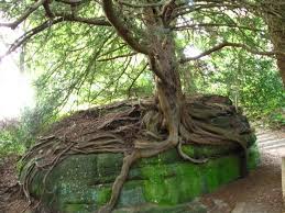 Yew At Wakehurst Place Ardingly English Country Gardens History Travel Country Gardening