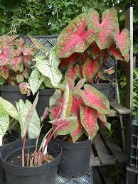 Image result for Caladium