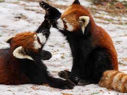Red Panda Bermain Muat Turun Kertas Dinding Hd