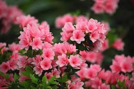 Check spelling or type a new query. Best Fertilizer For Azaleas Garden Gear Shop