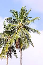 Image result for Cocos nucifera