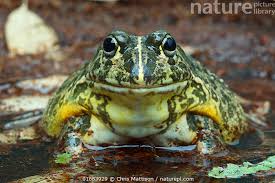 Image result for Pycreus africanus