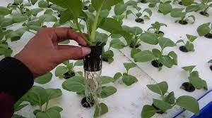 Diikat dengan ikatan kecil tidak terlalu rapat. Budidaya Tanaman Sayur Dengan Cara Hidroponik Quiz Quizizz
