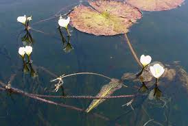 Image result for Ottelia