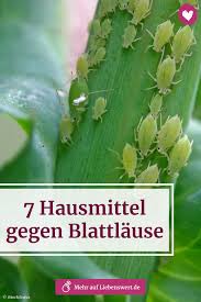 7 Hausmittel Gegen Blattlause Blattlause Fensterbank Gegen Hausmittel In 2020 Home Remedies Backyard Decor Unique Wedding Flowers