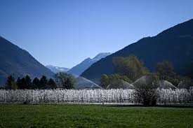 Apple airport extreme unboxing #saturn#überraschungstüte#. Italy S Sparkling Apple Trees Are Frozen To Survive