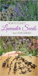 How To Collect Lavender Seeds From Your Garden Lavender Seeds Organic Gardening Tips Growing Lavender