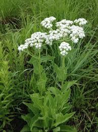 Image result for Parthenium