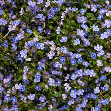 Image result for Veronica abyssinica