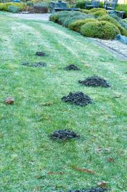 Do you have problems with moles and rodents in your garden? Ask The Master Gardener Holes Signal Troublemakers May Be In Your Yard Home And Garden Goskagit Com