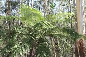 Image result for Cyathea manniana