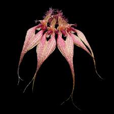 Image result for Bulbophyllum vulcanicum
