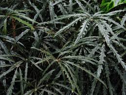 Dizygotheca Elegantissima 2 Indoor Shade Plants Shade Plants Schefflera