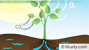 Supporting leaves and shoots by keeping the cells rigid; Roots Stems Structure Function Video Lesson Transcript Study Com