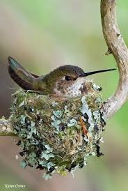 Pictures Of Birds With Their Nests And Names Adorable Images And Facebook Funnies Pet Birds Pretty Birds Beautiful Birds