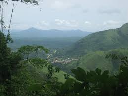 Image result for Nesogordonia