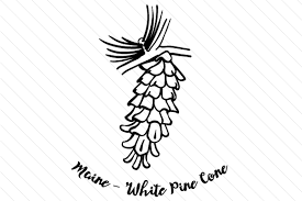If customers want to enjoy different discounts during black friday, they must browse us.coupert.com at any time. State Flower Maine White Pine Cone Svg Cut File By Creative Fabrica Crafts Creative Fabrica