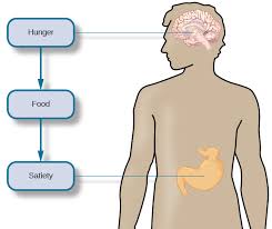 Hunger And Eating Introduction To Psychology