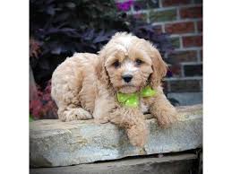 Cavapoo puppies for sale your search returned the following puppies for sale. Cavapoo Dog Male Red 2172077 Petland Racine Wi