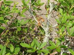 Fungus On Azalea Bushes Questions Azalea Bushes Have Moss Fungus Disease Pic Links Included Azalea Bush Azalea Shrub Azaleas