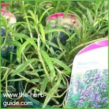 You don't have to be an experienced gardener to cultivate and care for rosemary. Rosemary Plant Care