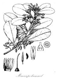 Image result for Mimusops kummel