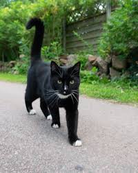 Don't miss what's happening in your neighborhood. Black Cats Looking For Homes National Black Cat Day Cats Protection
