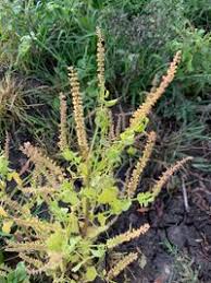 Image result for Basilicum polystachyon