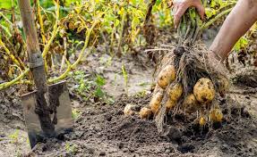 Denn es gibt frühkartoffeln, mittelfrühe kartoffeln, späte kartoffeln und sehr späte kartoffeln. Kartoffeln Dungen Je Fruher Desto Besser Mein Schoner Garten