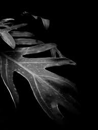 Black background hd for editing. 80 000 Best Black Background Photos 100 Free Download Pexels Stock Photos