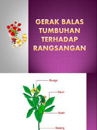 Video sains tahun 4 tentang gerak balas tumbuhan terhadap rangsangan. Dokumen Serupa Dengan Gerak Balas Tumbuhan