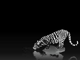 Tiger kitten wallpaper for computer. Free Download Vsutpc9hoz8s1600tiger 3d Black And White Hd Wallpaperjpg 1280x960 For Your Desktop Mobile Tablet Explore 44 Black And White Tiger Wallpaper Free White Tiger Wallpaper White Tiger Wallpaper Images