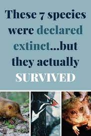 Glad To Have You Back 7 Species That Were Declared Extinct But Actually Survived Extinction Endangered Animals Species