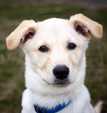 Husky Lab Mix A Complete Guide To The Huskador Dog
