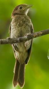 Image result for Phyllanthus paxii