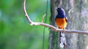 Gambar png gambar burung kacer sumber : Cjnntio4xl Yem