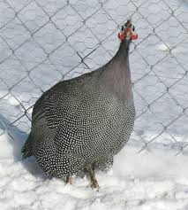 Guinea Fowl Birds That Look Like Turkeys Pin On Guineas Ducks Geese Turkeys