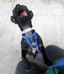 To schedule a time to meet our dogs and cats currently at the center, click the buttons below. Dog Put Up For Adoption Was Supposed To Impress Future Owners With A Photoshoot This Is The Result Bored Panda