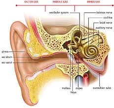 Usually, if the pressure is not equal on both sides of the eardrum, you will hear a small popping sound in your ear when you swallow. Why Do My Ears Pop Austin Ears