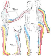 Muscle charts of the human body for your reference value these charts show the major superficial and deep muscles of the human body. Dermatomes Development Maps Teachmeanatomy