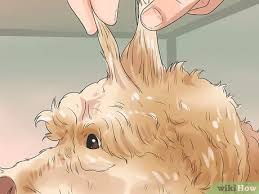 Knowing how to groom a labradoodle is an essential part of being a responsible owner. 4 Ways To Groom A Long Fleece Coated Labradoodle Wikihow