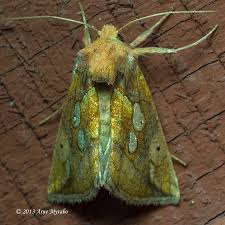 Image result for Plusia putnami