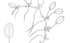 Image result for Halophila ovalis