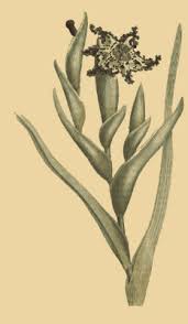 Image result for Ferraria glutinosa
