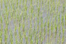 MiiMOSA - Gili-Gili, artisans onigiri : la 1ère boutique à - MiiMOSA