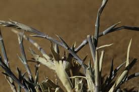 Image result for Centropodia