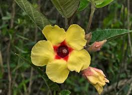 Image result for dipladenie suaveolens obrázek