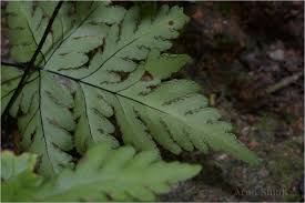 Image result for Doryopteris concolor