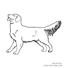 When they coined the phrase 'man's best friend' i think they were talking about the golden retriever. Golden Retriever Coloring Page