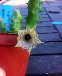 Image result for Huernia hislopii